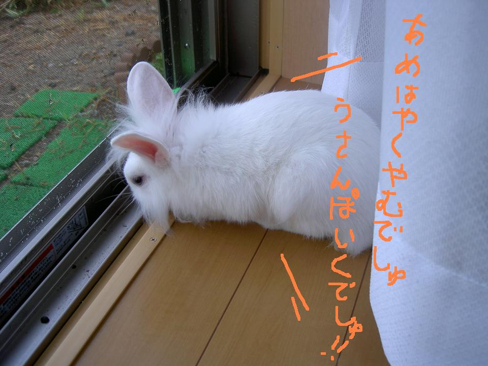 やまないでしゅ