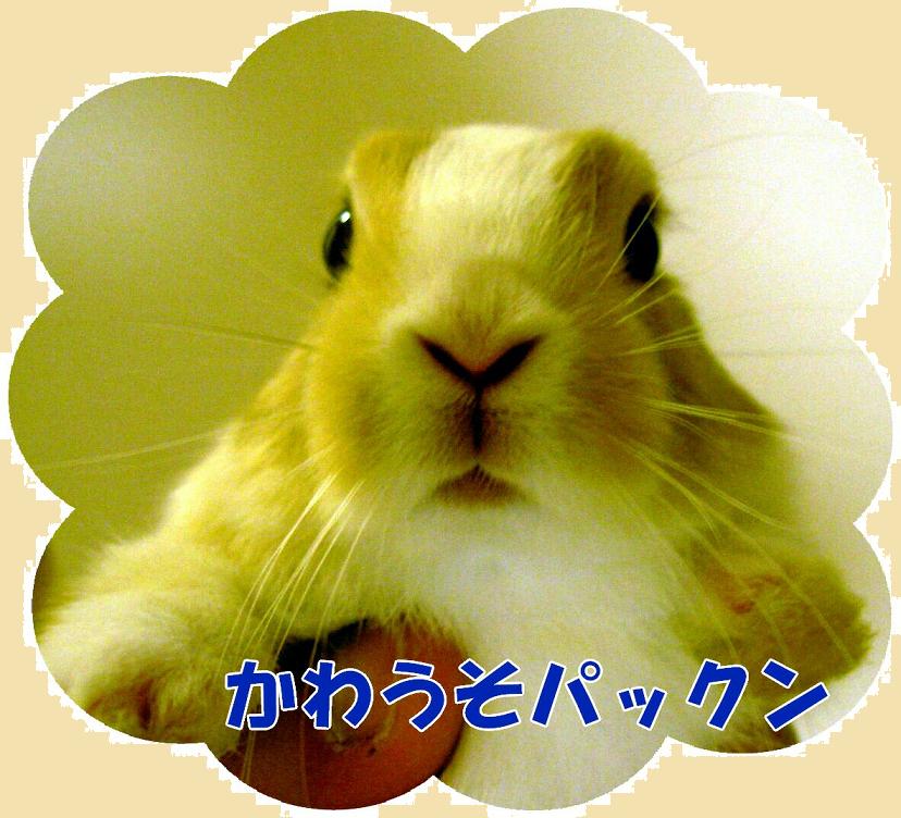 かわうそパックン