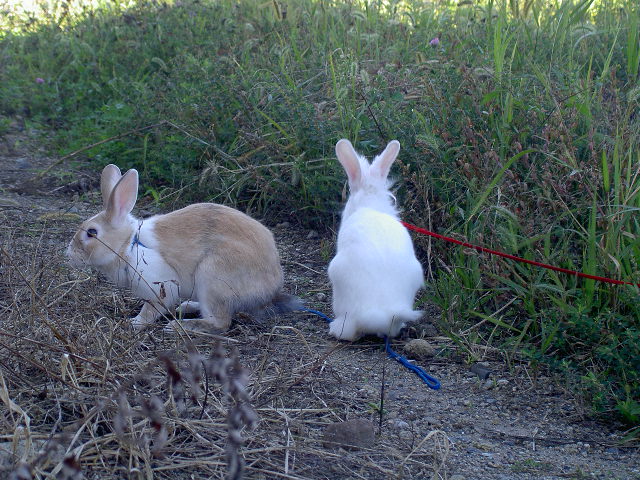 なかよしさんです