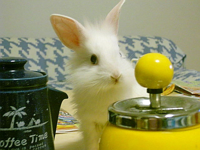 テーブル大好き♪