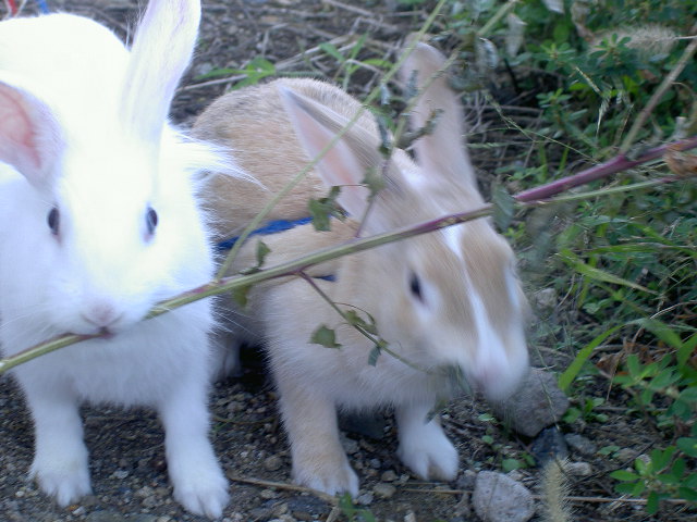 はりきってます！