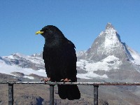 Gornergrat Kulm5.JPG