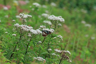 2009,8伊吹山・さぎそう 074.jpg