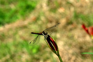 2009,9佛隆寺 055_edited-1.jpg