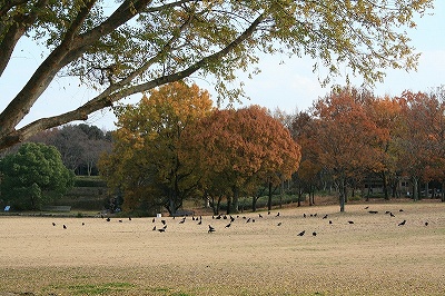 2008,11久安寺紅葉 266.jpg