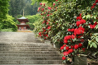 2008,4平等院・勝尾寺 304.jpg