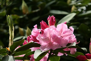 2008,4平等院・勝尾寺 343.jpg