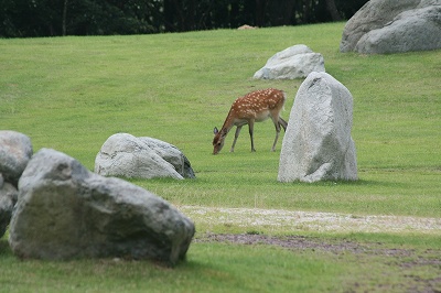 2008,8峰山高原 021.jpg