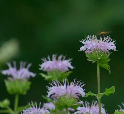 2008,7但馬高原植物園 178-1トリミング.jpg