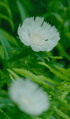 2008,7但馬高原植物園 096-1トリミング.jpg