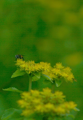 2008,7但馬高原植物園 117-1toriminngu .jpg