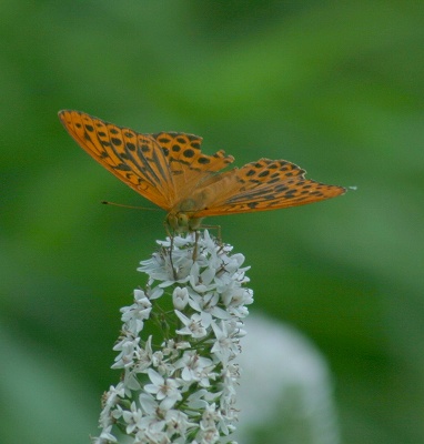 2008,7但馬高原植物園 231-1トリミング.jpg