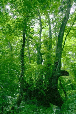 2008,7但馬高原植物園 280-1.jpg