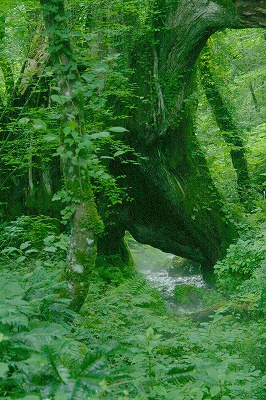 2008,7但馬高原植物園 300-1.jpg