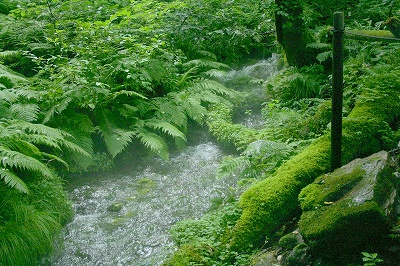 2008,7但馬高原植物園 296-1.jpg