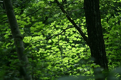 2008,7但馬高原植物園 373.jpg