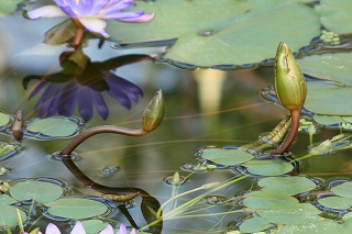 2008,1花鳥苑 288-1.jpg