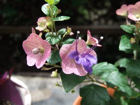 変換 ～ DSCF4321.jpg