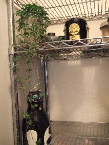 変換 ～ DSCF4343.jpg