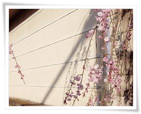 東別院の枝垂れ桜.JPG