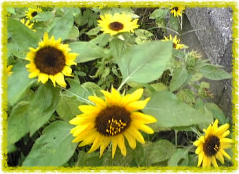 sunflowers.jpg