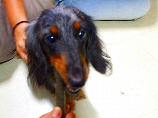 今から歯磨きするよ！