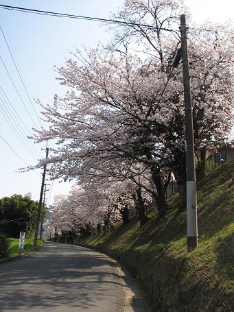 福知山陸上自衛隊駐屯地の桜.JPG