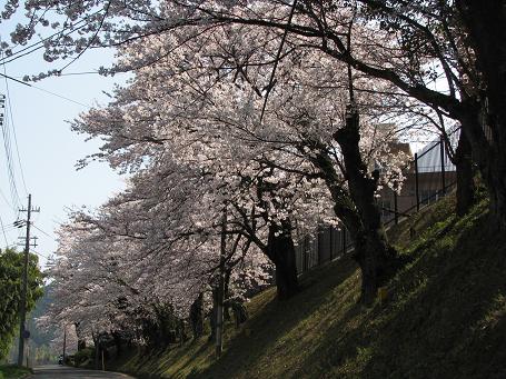 福知山陸上自衛隊駐屯地　桜.JPG