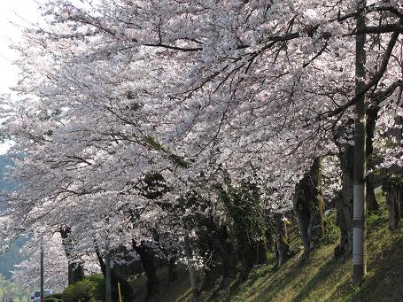 駐屯地桜ー2.JPG