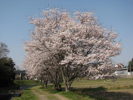 地元地区の桜.JPG