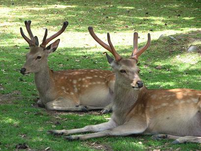 奈良公園鹿.JPG