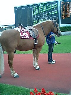 ｉｎ  函館競馬場