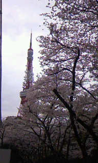 花見20100404-2.jpg