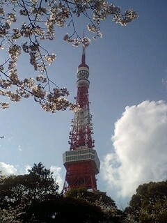 桜めぐり・増上寺.jpg