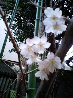 桜09.jpg
