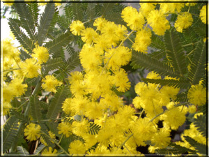 ミモザの元の花