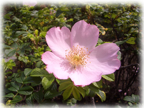 ハマナスの花