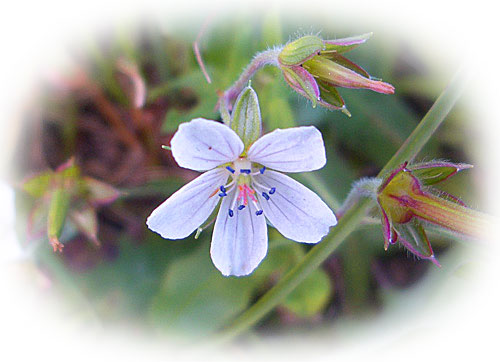 野の花