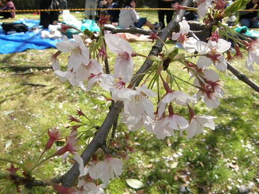 静岡まつりの桜