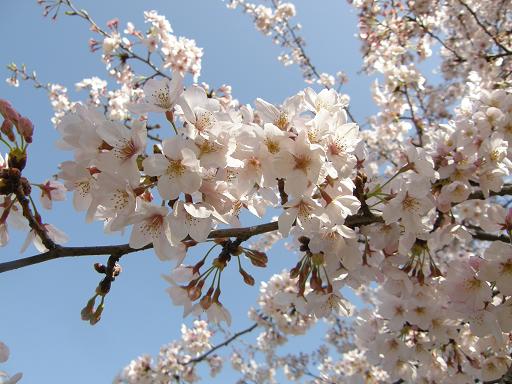 駿府公園の桜ｱｯﾌﾟ