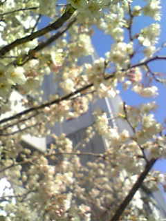 桜（白）