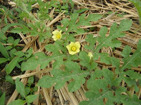 スイカの花
