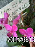 070813_1558_01orchid.jpg