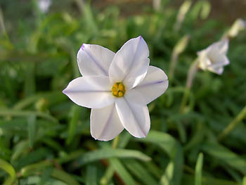 花にらすいせん（白）