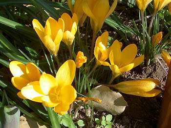 クロッカス（黄）