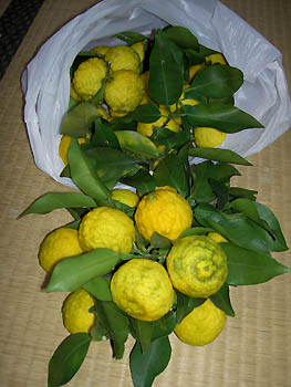 実家からもらった柚