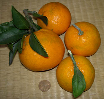 実家の温州みかん
