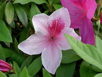 ツツジ（ピンク）