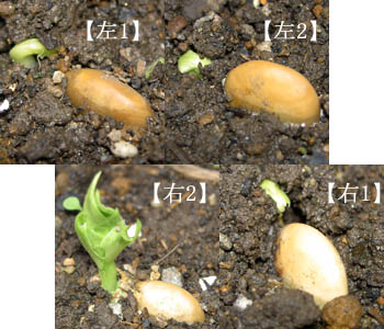 空豆：発芽
