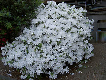 ツツジ（白）